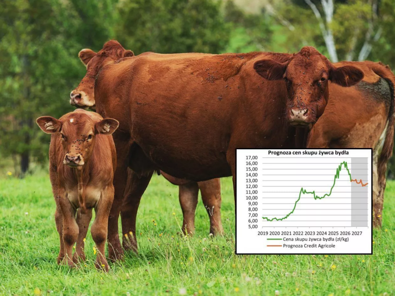Prognoza cen skupu żywca bydła Credit Agricole