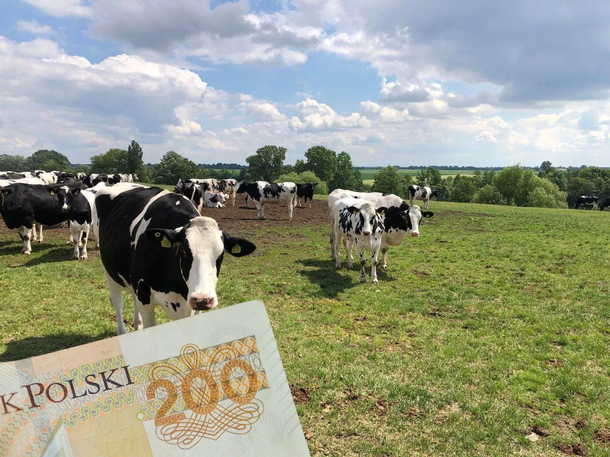 Dopłaty za dobrostan: rolnicy muszą pilnować dwóch terminów. Pierwszy mija już 30 września