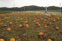 Polska produkuje jej 9 razy więcej niż 10 lat temu. Jesteśmy numerem 1 w UE