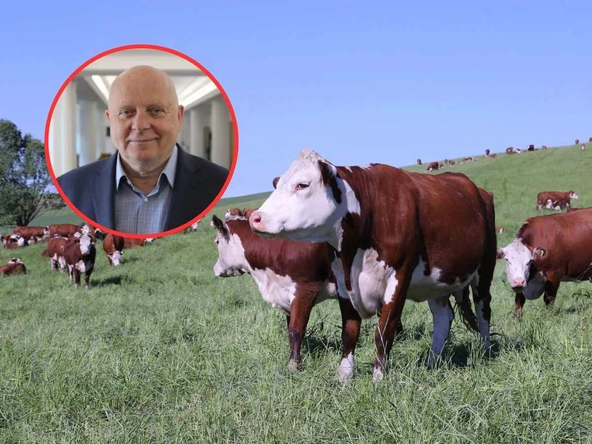 Rolnik dostanie więcej za lepszą wołowinę? Jest pomysł na nową premię