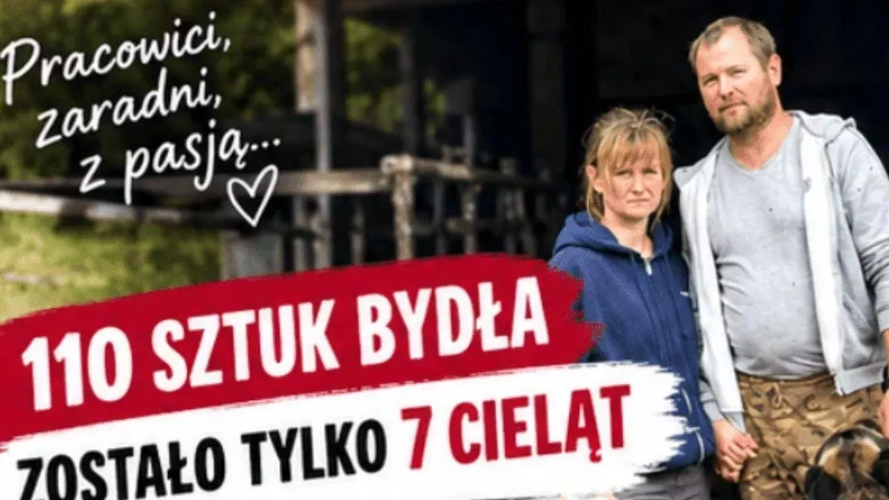 110 sztuk bydła padło w 3 dni. Z całego stada rolnikowi zostało tylko 7 cieląt