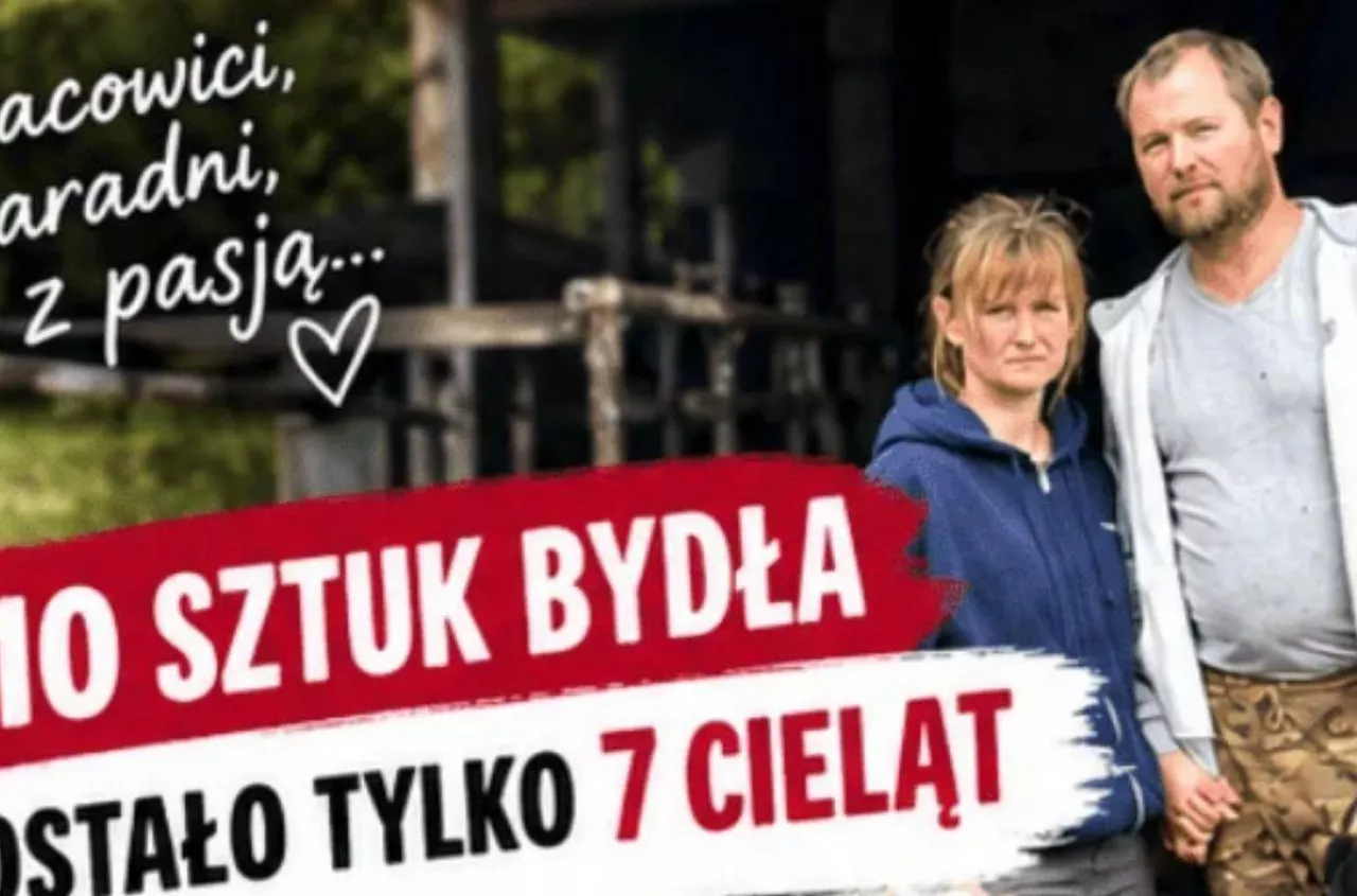 110 sztuk bydła padło w 3 dni. Z całego stada rolnikowi zostało tylko 7 cieląt