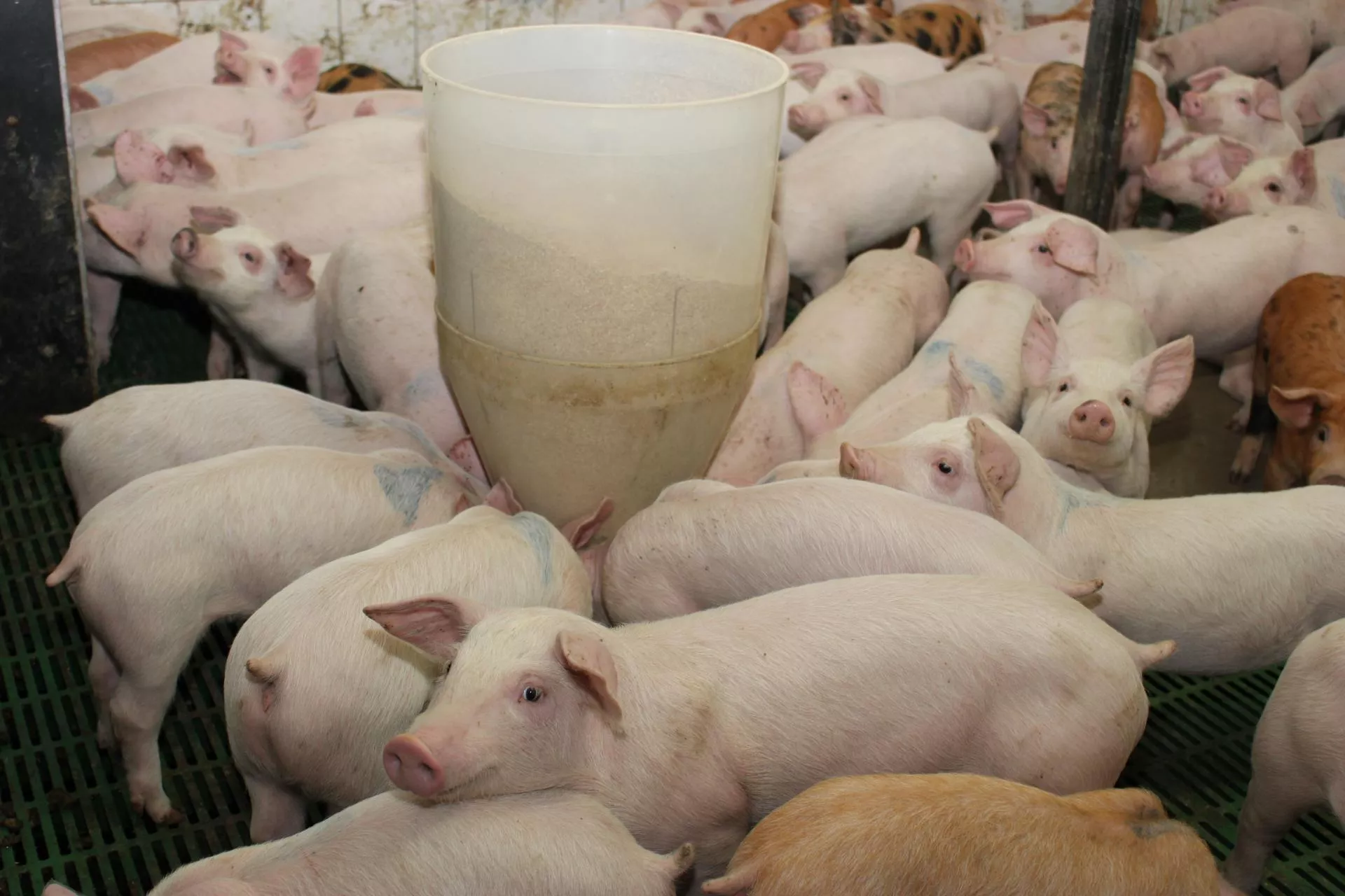 Możesz mieć dobrą paszę, a świnie i tak będą słabo rosły. Oto dlaczego