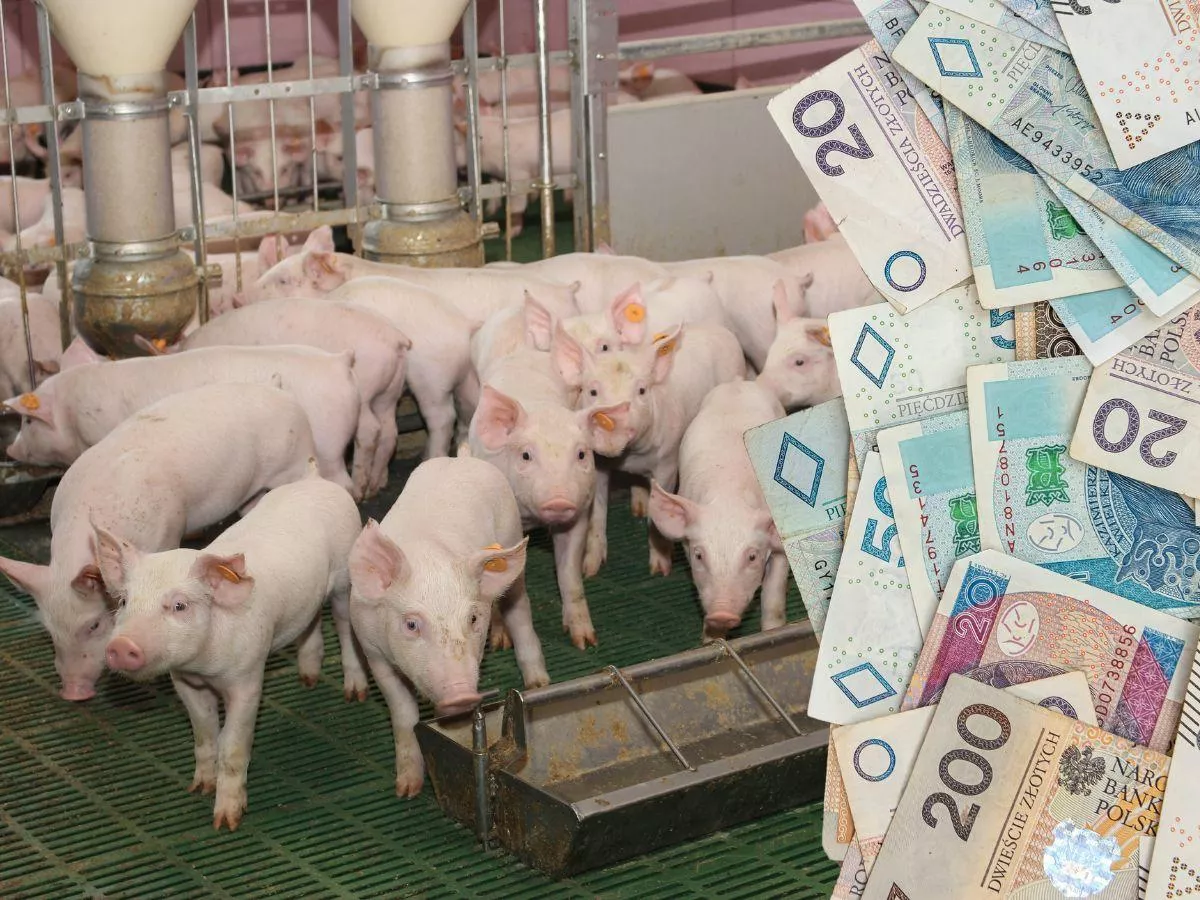 Ile kosztują prosięta? choćby 150 zł mniej za sztukę niż rok temu