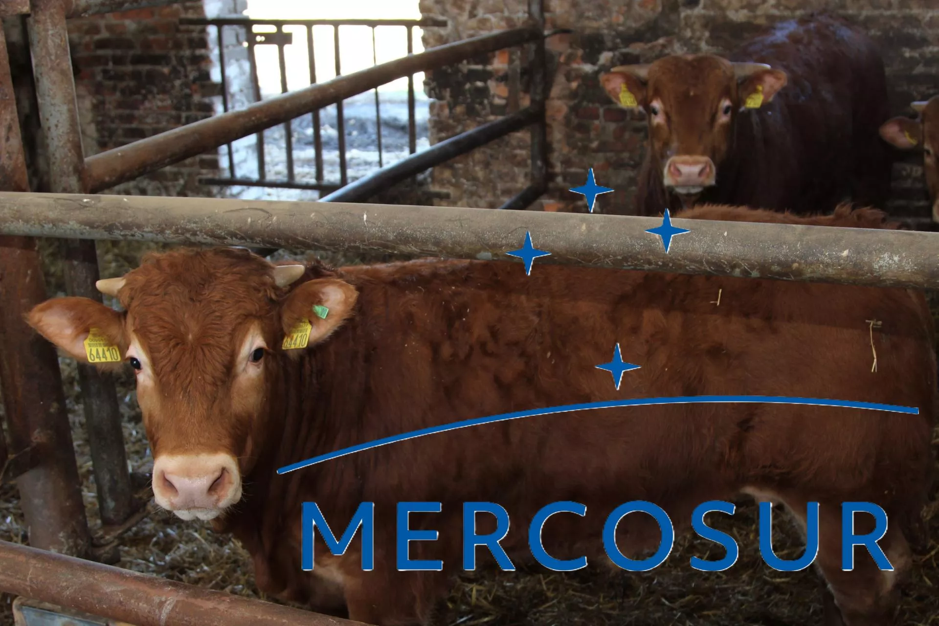 Mercosur już działa. Import do UE wzrósł, a polscy rolnicy mogą odczuć presję