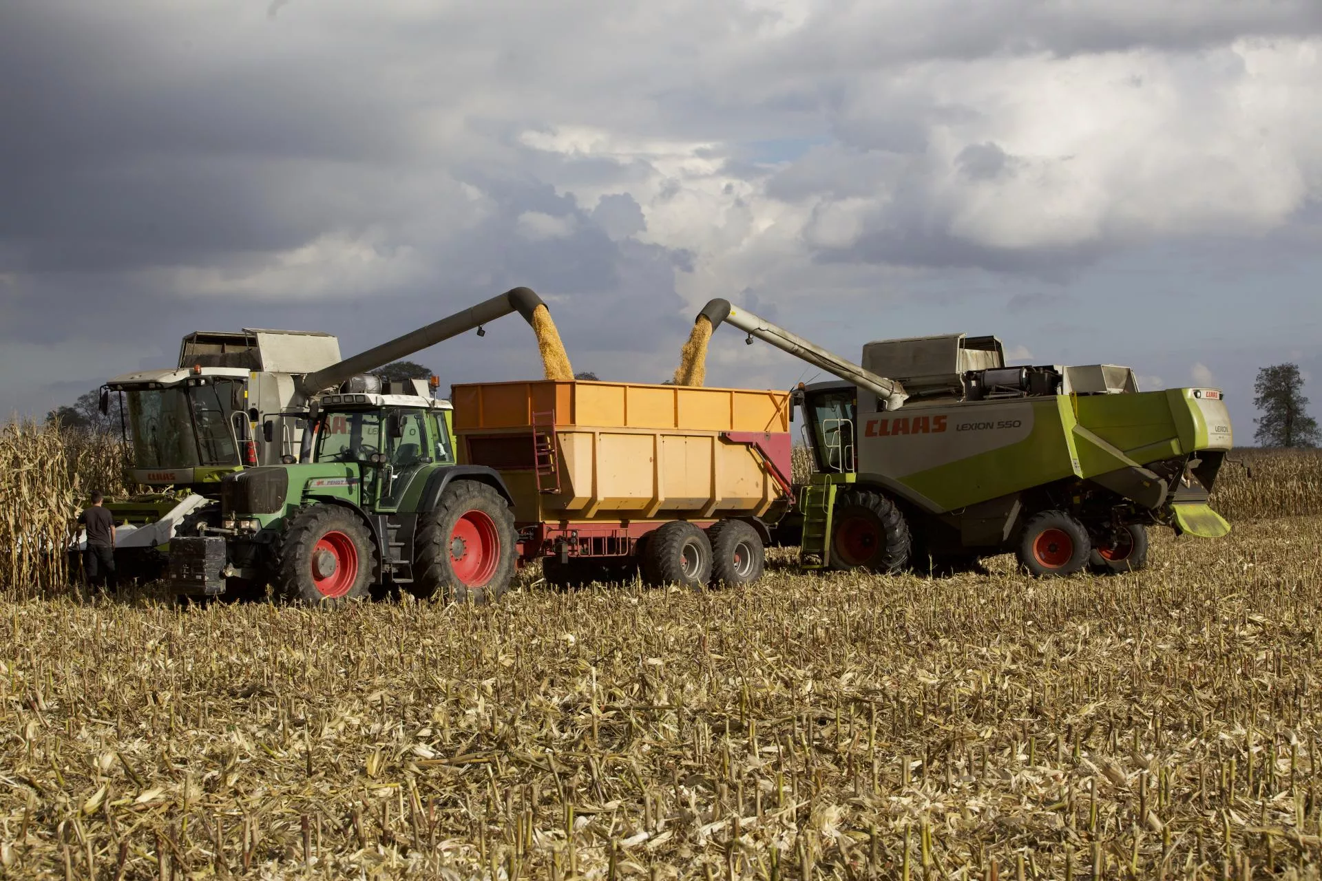 Jedni koszą 10 ton kukurydzy, inni tylko 3,5. Ile dziś płacą skupy?