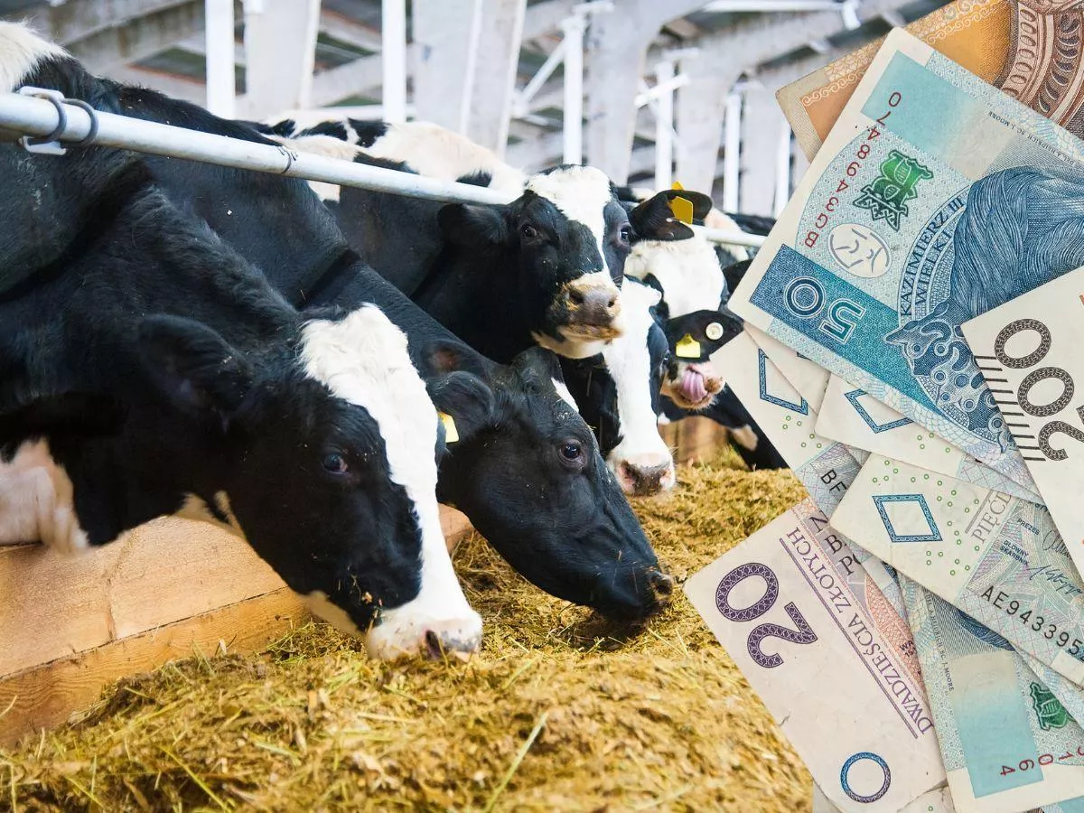 Ceny mleka w proszku rosną, ale rolnicy mogą dostać mniej za mleko. Co się dzieje na rynku?