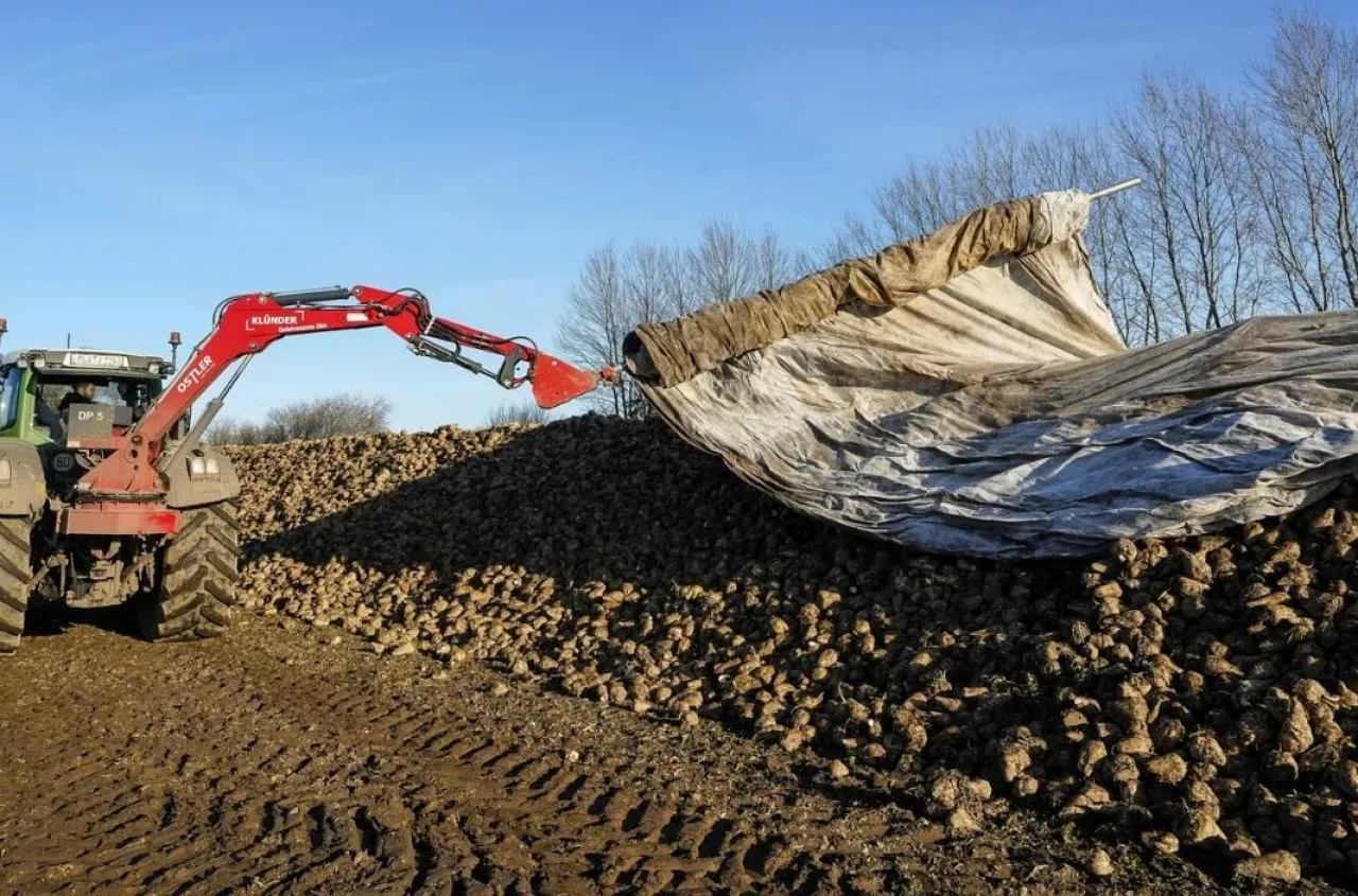 KGS proponuje 26 euro za tonę buraków. Plantatorzy wyliczyli aż 3500 zł straty z hektara