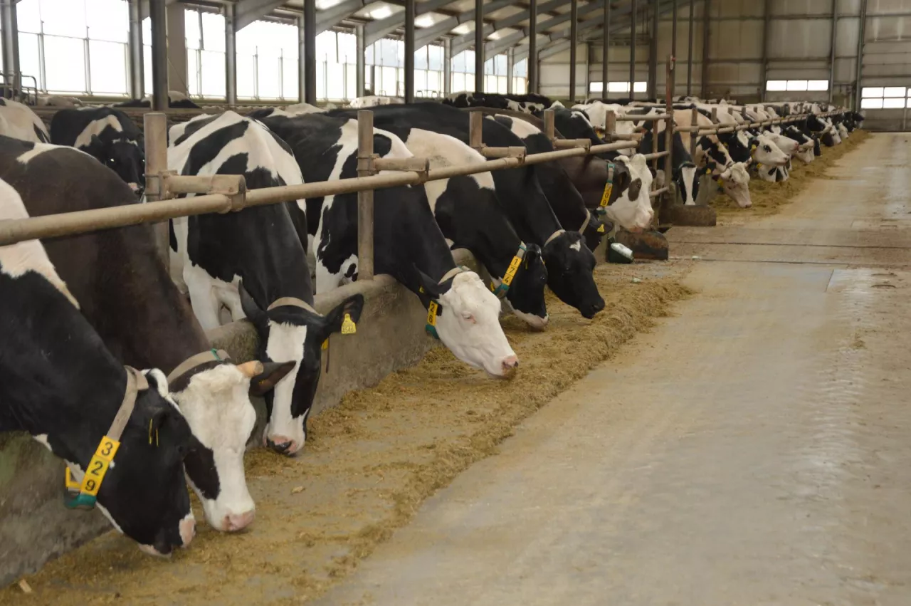 Przejęcie firmy zajmującej się genetyką bydła jest naturalnym uzupełnieniem działalności związanej z produkcją mleka
