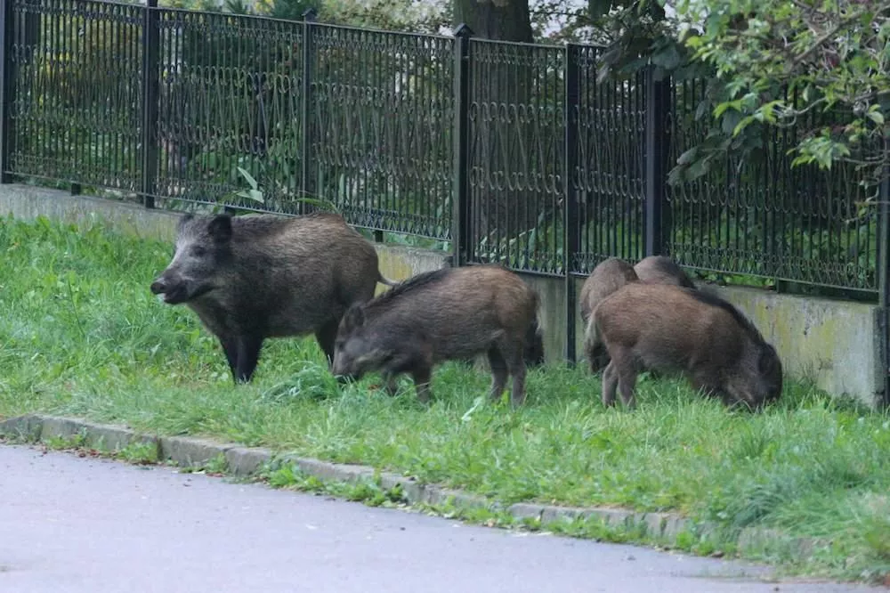 Rolnik pilnuje kukurydzy po nocach. Myśliwi mają związane ręce? Prezes koła odpowiada