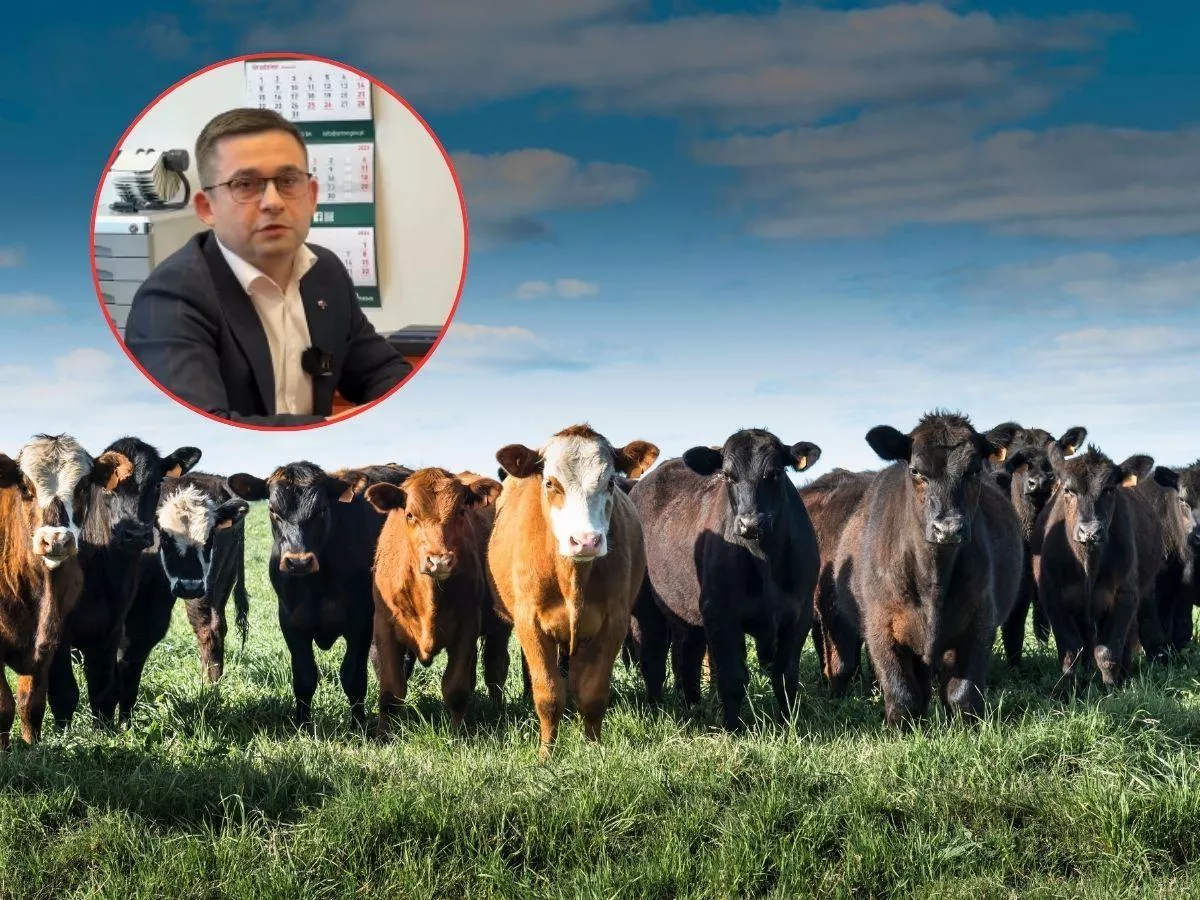 Nowe obowiązki dla hodowców bydła. ARiMR chce ich wyręczyć