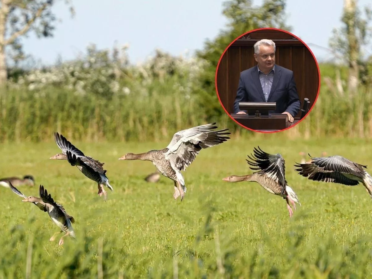Rolnicy dostaną rekompensaty za zniszczone pola? Sejm zdecydował