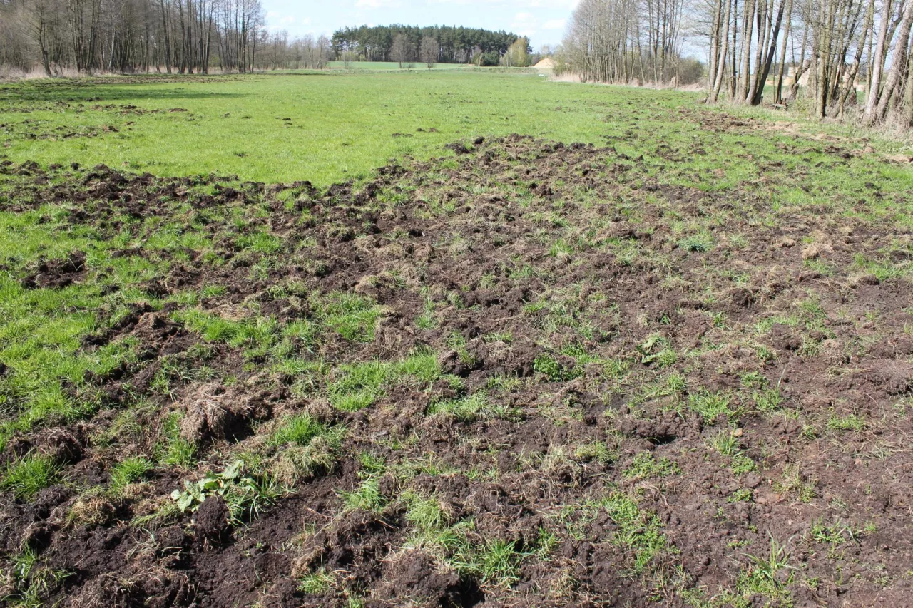 Szkody łowieckie wyrządzone przez dziki -- widać przeoraną łąkę
