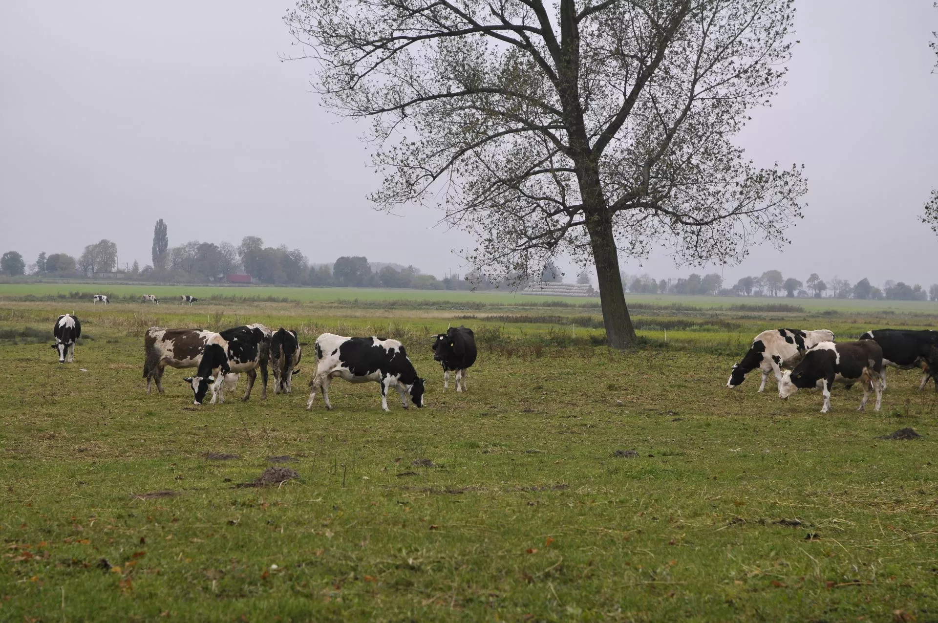 Krów trafia na ubój coraz więcej, a mleka może zabraknąć. Ekspert Rabobanku mówi, co stanie się z cenami!