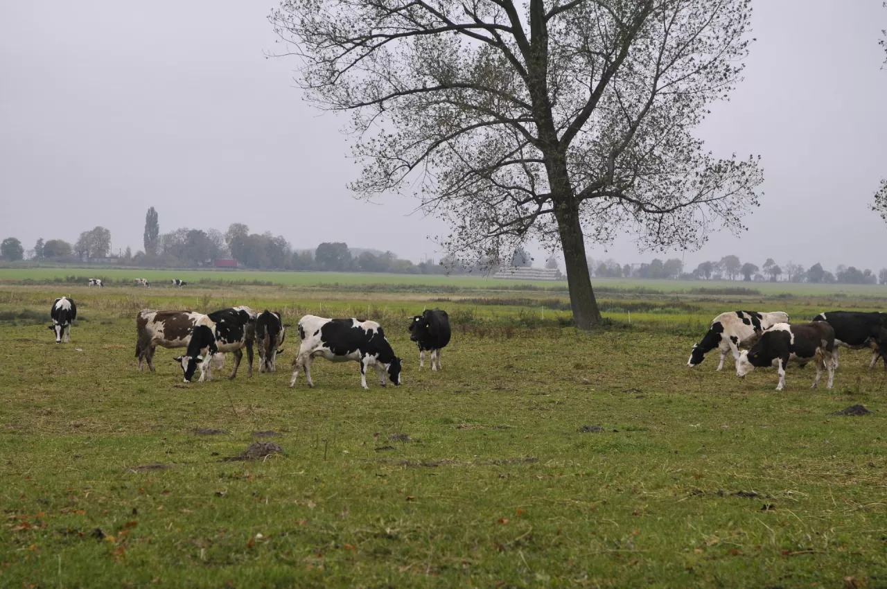 Z powodu ograniczonej dostępności fizycznej i ekonomicznej pasz, w żadnym z kluczowych regionów produkcji mleka na świecie nie należy spodziewać się w najbliższym czasie dużej nadwyżki mleka