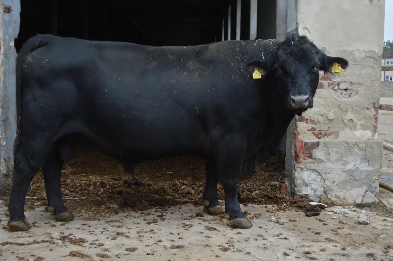 Buhaj aberdeen angus AG Hodowla (woj. wielkopolskie)