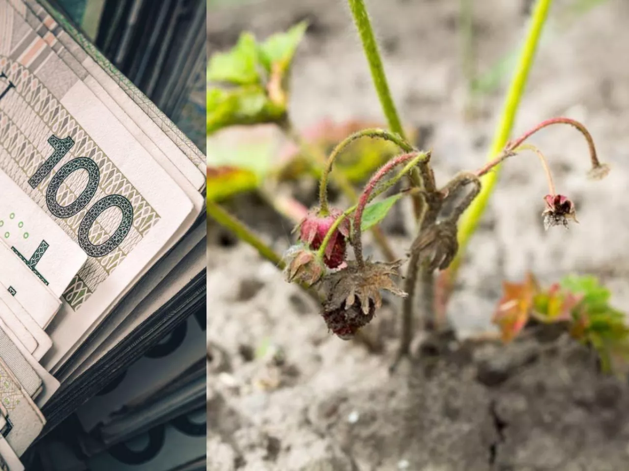 susza na plantacji truskawek po prawej, po lewej polskie banknoty