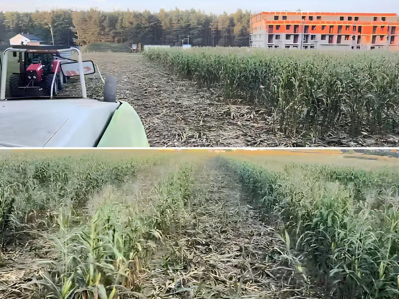 Dziki zniszczyły rolnikowi ponad 1,5 ha uprawy kukurydzy