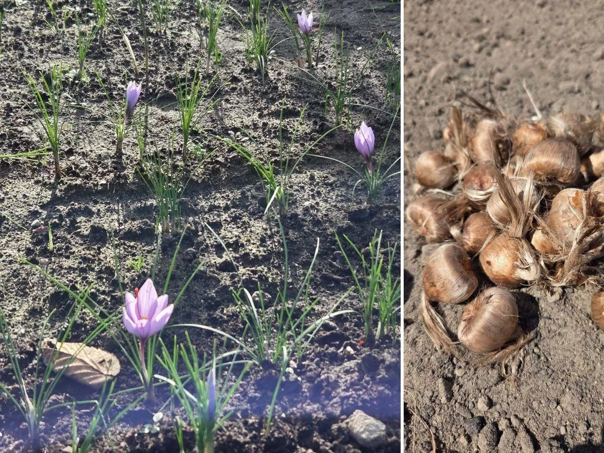 Po 20 latach zostawiła Warszawę i wróciła na wieś. Teraz ma uprawę wartą fortunę