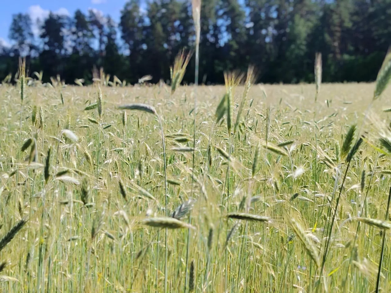 NGT w rolnictwie. Kto skorzysta, a kto zapłaci więcej za materiał siewny?