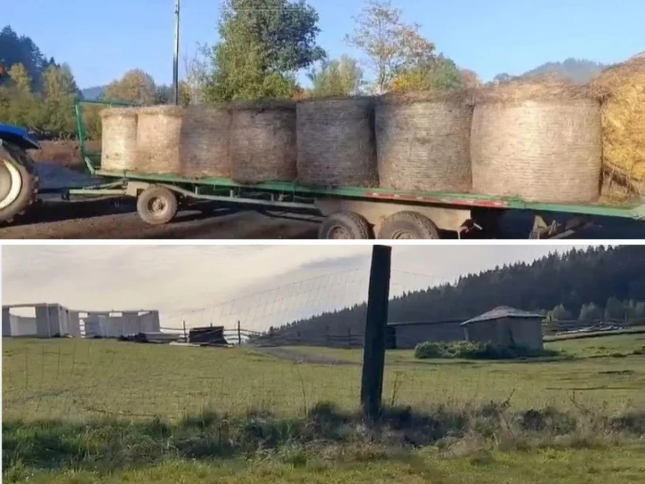 Rolnik przywiózł siano i owies dla zwierząt z zoo w Łącznej