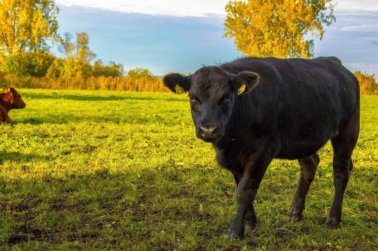 Czarna krowa na pastwisku w słoneczny dzień.