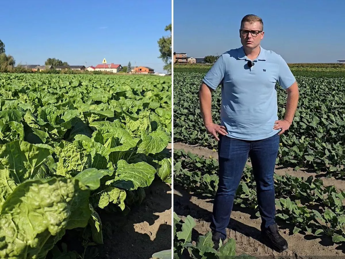 Zaczynał od 1,5 ha, dziś ma 70 ha warzyw. „Wystarczą dwa dni i zaczyna się problem”