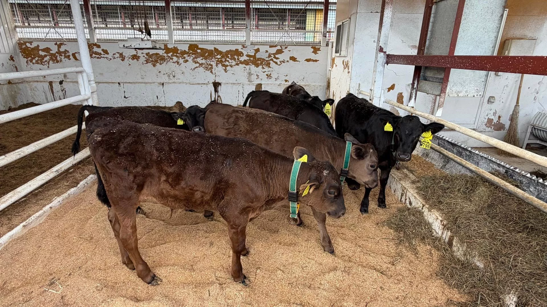Rolnik ma 240 krów i zaczął krzyżować je z Wagyu. Teraz więcej zarabia na cielętach