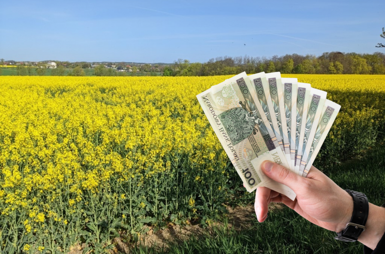 Ziemniaki 4500 zł mniej, zboża 2500 zł mniej. Rząd pokazał, co czeka rolników w 2027 roku