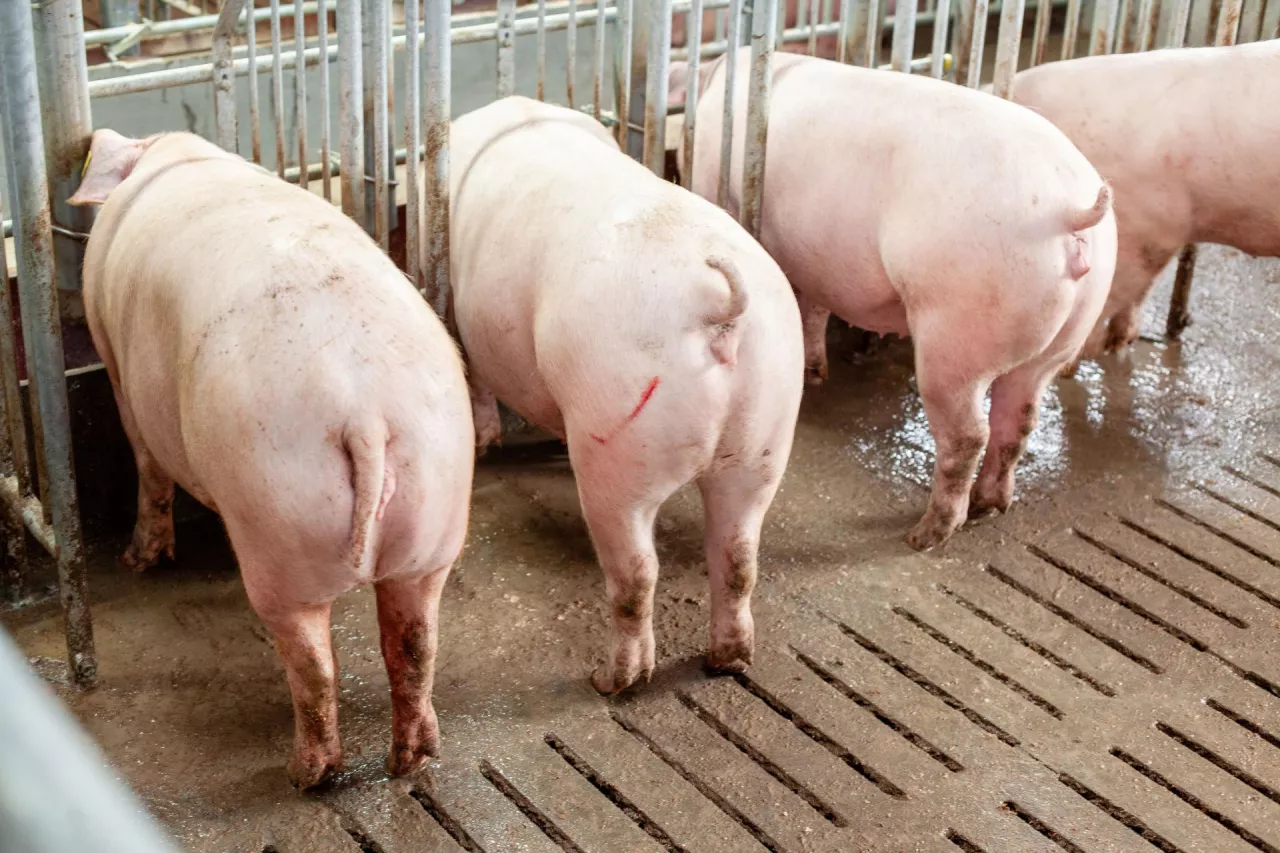 loszki hodowlane