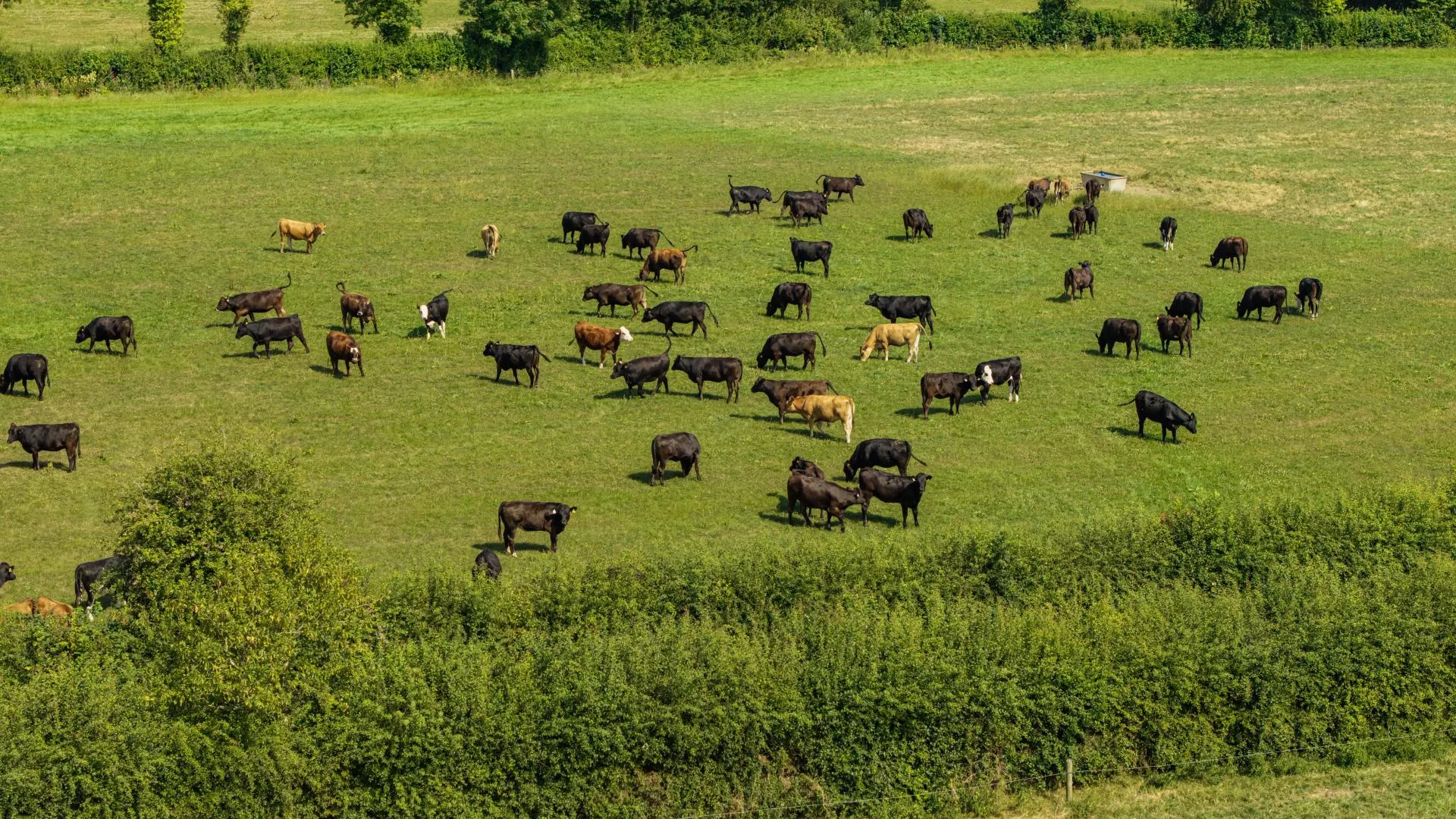 30 tys. hektarów i 6530 sztuk bydła sprzedane za 90 mln zł. A chcieli znacznie więcej
