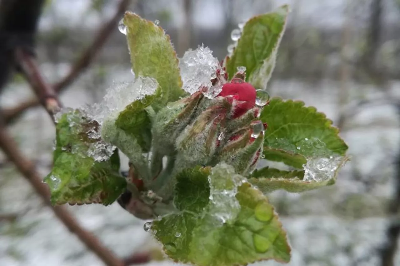 Sadownicy chcą ubezpieczyć sady od przymrozków. Znów nie mają gdzie