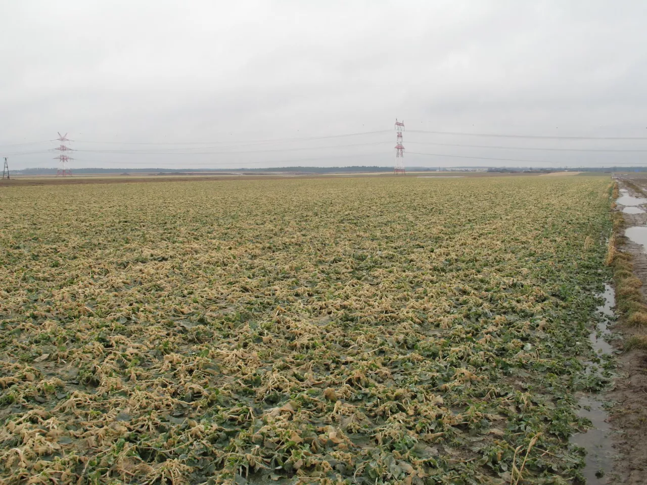 Zaorał 10 ha jęczmienia, rzepak ledwo przetrwał. Pomoc z ARiMR ruszyła, ale nie dla niego