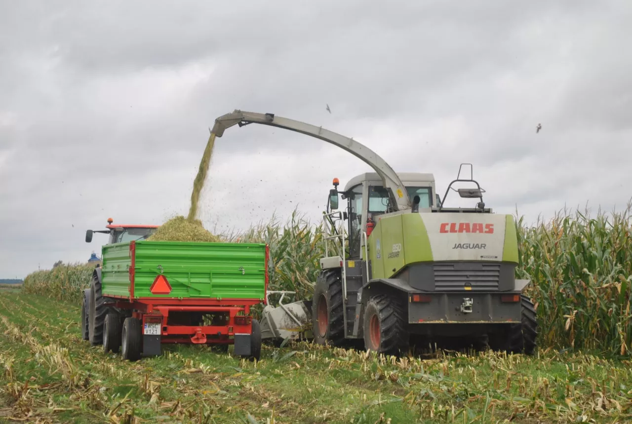 Woreczek z substancją przymocowany do łodygi kukurydzy plastikową opaską. Rolnik obawia się, że zawartość mogłaby trafić do kiszonki dla bydła