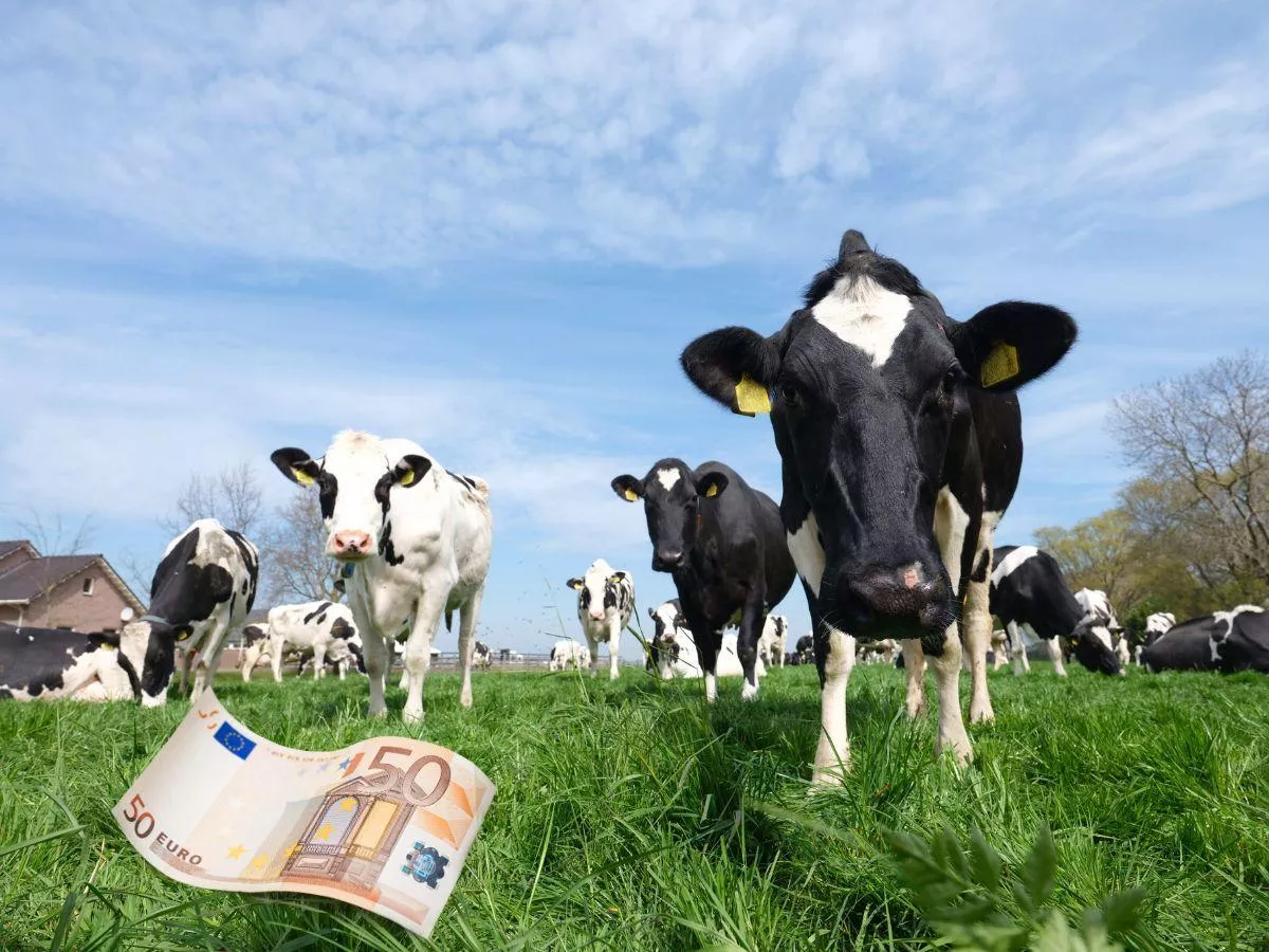 Mleko tanieje, a krów może być coraz mniej. W Brukseli szykują zmiany dla rolników