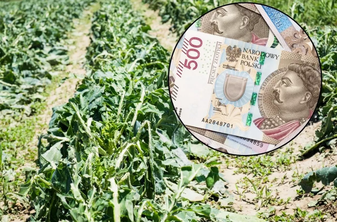 Rolnicy złożyli już 5400 wniosków. ARiMR płaci choćby 3000 zł/ha. Kto się załapie?