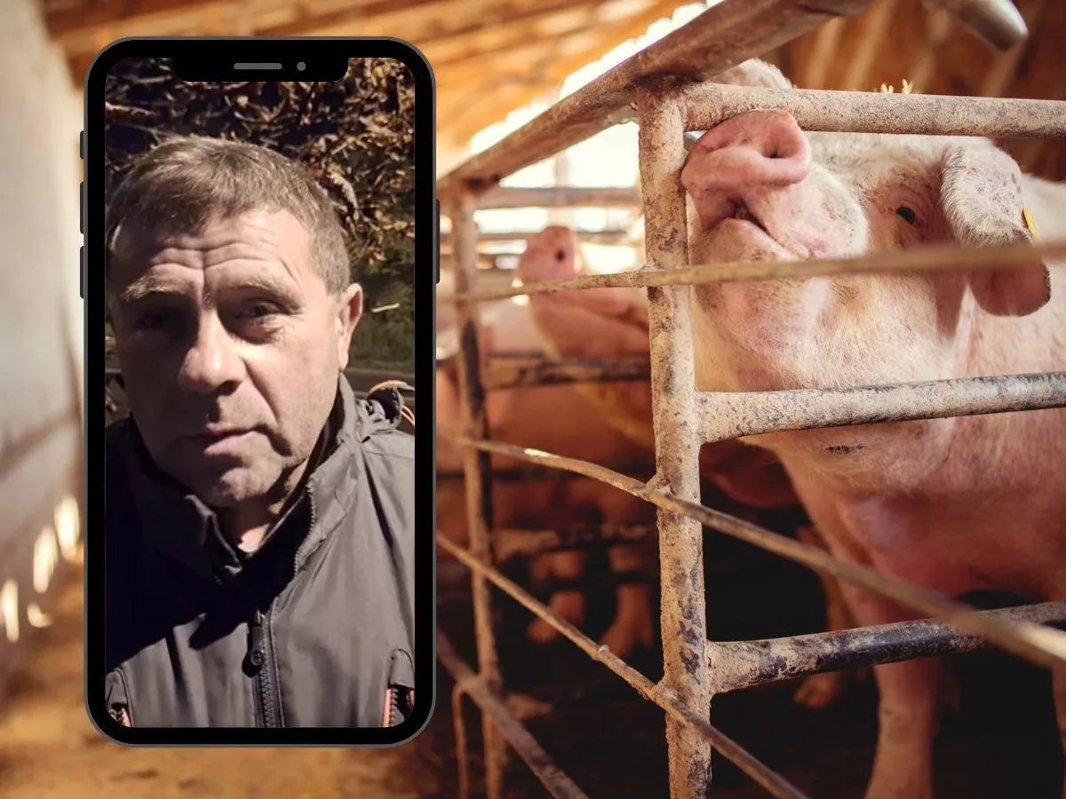Świnie po 3,60 zł/kg. Rolnicy nie wytrzymali: „Trzeba pogonić to dziadostwo”