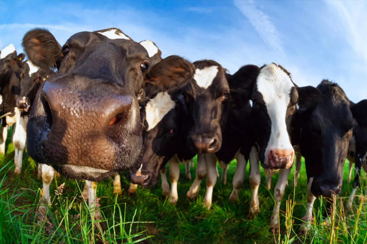 funny cow nose close up outdoos in summer